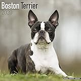 Boston Terrier Calendar 2020 - Dog Breed Calendar - Wall Calendar 2019-2020