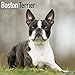 Boston Terrier Calendar 2020 - Dog Breed Calendar - Wall Calendar 2019-2020