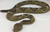 Rattle Snake - 44 IN.