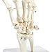 Human Hand and Wrist Skeleton Model on Base Stand, Articulating - Anatomical Model | White, 4.25 x 10 x 4.25 Inches