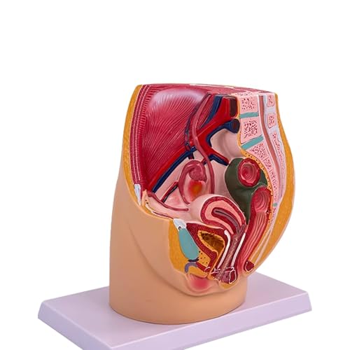 Median Sagittal Section Gynecological Prostatitis with Ligaments, Vessels, Nerves, Pelvic Floor and Organs Female Pelvis Anatomical Model