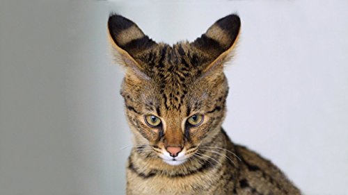 Name That Cat Breed