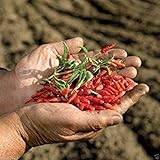 50 Seeds,African Bird’s Eye Chili AkA Malawi bird