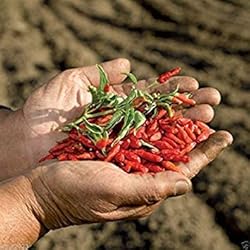 50 Seeds,African Bird’s Eye Chili AkA Malawi bird