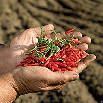 50 Seeds,African Bird’s Eye Chili AkA Malawi bird