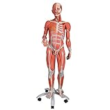 3B Scientific Dual Sex Muscle Figure