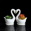 11.1 inch long rectangle White Ceramic Succulent Planter Pots / Mini Flower Plant Containers with Bamboo Saucers. Product size:11.1x2.36x1.77inch. (long rectangle)