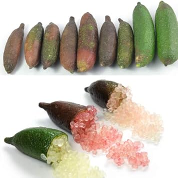 Amazon 果樹苗 柑橘類 苗木 フィンガーライム 5号接ぎ木 3年生 選べる10品種 在庫限りに付き お買い得 日本全国送料無料 ただしフィンガーライム以外との同梱出荷は出来ません 果樹苗木 常緑樹 希少 キャビアライム レインホレストパール 花