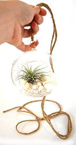 9GreenBox - Air Plant - Terrarium Kit with White Sand and Sea Shells