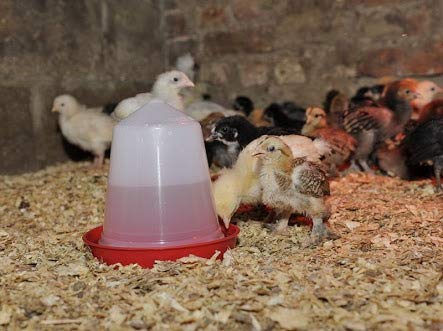 Praish 8 litres Poultry Drinker 6 Praish 8 litres Poultry Drinker - Image 6
