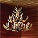 Twelve Light Deer Antler Chandelier Lighting, 36in. Chain