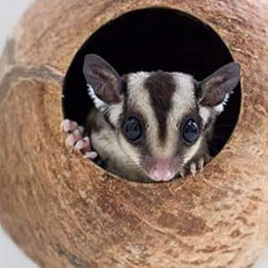 Balacoo Nido di Uccello Domestico Delicato Ciondolo Conchiglia di Cocco Naturale Nido di Uccello Artigianato Nido… - immagine 4