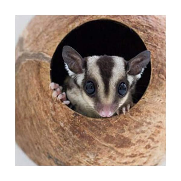 Balacoo Nido di Uccello Domestico Delicato Ciondolo Conchiglia di Cocco Naturale Nido di Uccello Artigianato Nido…