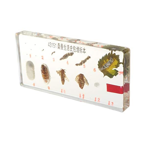 Homyl Esemplare di Animali Realistici Fermacarte di Giocattoli per La Crescita delle Piante per L'insegnamento della…