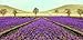 Indus Organics Saffron Strings, Grown in Kashmir Mountains, 1 Gm, Premium Grade, Hand Selected, Freshly Packed