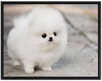 Amazon Co Jp ティーカップポメラニアン子犬マギー アートプリントウォールアートキャンバスに黒木製フレーム張り すぐに掛けられる 60 96 40 64cm Home Kitchen