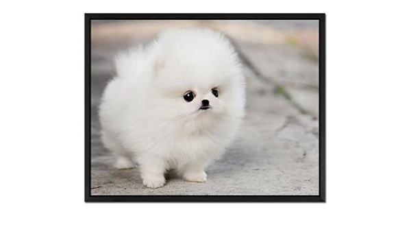 Amazon Com Glitzfas Teacup Pomeranian Puppy Maggie Art Print Wall Art Canvas Stretched With Black Wooden Frame Ready To Hang x14 Inches Posters Prints