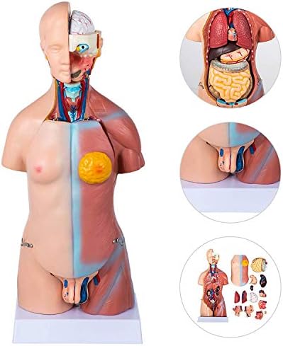 教育モデルおもちゃ45センチユニセックス人間の胴体モデル人体解剖学解剖モデル