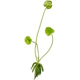 SubstrateSource Banana Plant Nymphoides Aquatica - Live Aquarium Plants Banana Lily for Freshwater Aquariums Ideal for Beginners and Vibrant Aquascapes