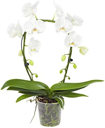Choice of Green - White Orchid Mirror Miracle - Butterfly Orchid - Live Indoor Plant in Growers Pot Diameter 12 cm - Height 60 cm - Quality from Holland - Fresh from The Grower