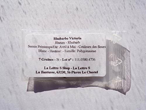 Victoria ruibarbo, Rheum semillas-9-Rhubarb: Amazon.es: Jardín