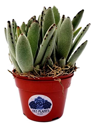Fat Plants San Diego Large Succulent Plant Collection - Succulents in 4 inch Pots (3)