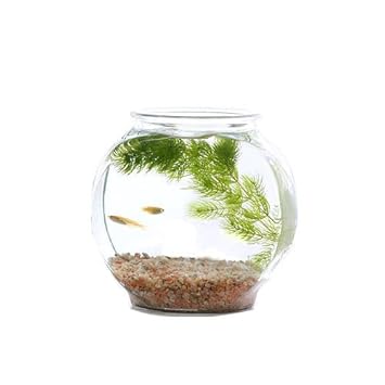 Amazon めだか 水草 おしゃれなガラス製金魚鉢 太鼓鉢 小 メダカ