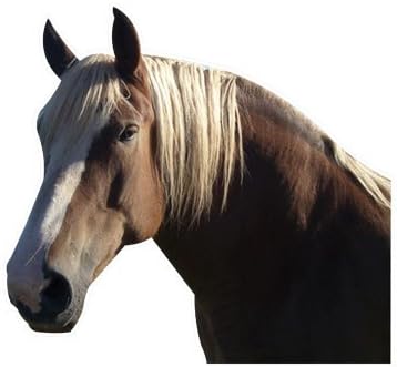 HWJ01097 Palamino 36 Inch Vinyl Wall Graphic Decal Sticker Animal