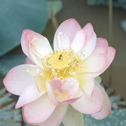 Wotefusi 5 Pcs Seeds Lotus flower DIY Home Garden