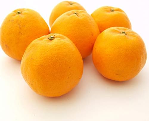 Amazon 柑橘 はるみ 愛媛県産 無農薬栽培 3kg ベジタブルハート 食品 飲料 お酒 通販