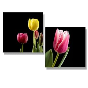 Tulips at Different Stages of Blooming with a Black Background - Canvas Art Wall Art - 12"x12" x 2 Panels