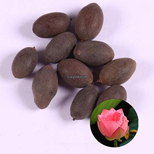 Portal Cool Taiwanese Yu Choy/You CAI ?? Veggie Seeds, 1/4 Oz - Thumbnail 4