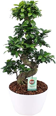 Bonsai from Botanicly โ Bonsai in White Plant Pot as a Set โ Height: 70 cm โ Ficus Gin Seng