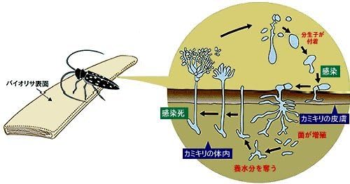 Amazon カミキリムシ駆除用 バイオリサ スリム 50本 2袋 ゴマダラカミキリ キボシカミキリ センノカミキリ クビアカツヤカミキリ 対策 園芸用害獣 害虫忌避剤