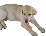 GoldWorld Dog Behavior Training Nylon Head Collar (L, Pink)