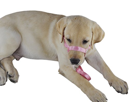 GoldWorld Dog Behavior Training Nylon Head Collar (L, Pink)