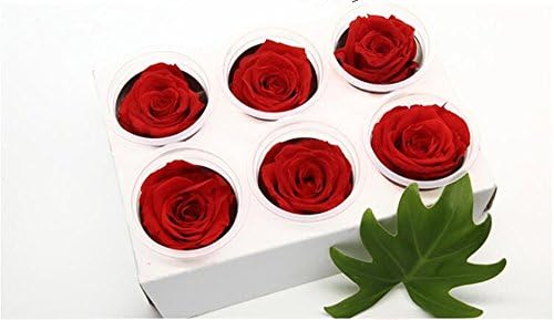 Ledyoung Preserved Fresh Flowers Handmade 5-6cm Big Fresh Roses with Box Never Withered Roses for Home Decor (Red)