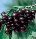 Sweet Black Tartarian Cherry Tree Seeds - 20 Cherry Seeds - Qualityseeds4less Exclusive
