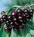 Sweet Black Tartarian Cherry Tree Seeds - 20 Cherry Seeds - Qualityseeds4less Exclusive primary