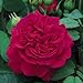 David Austin English Roses Tess of the d'Urbervilles