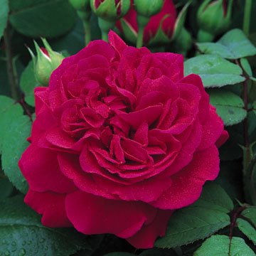 David Austin English Roses Tess of the d'Urbervilles David Austin English Roses Tess of the d'Urbervilles