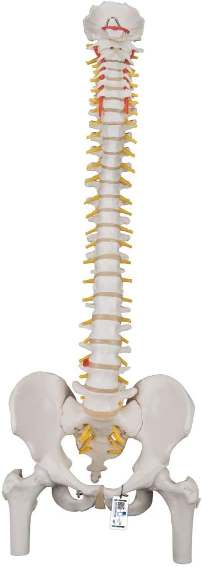 3B Scientific Classic Flexible Spine with Femur Heads + free anatomy software - 3B Smart Anatomy A58/2