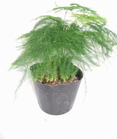 Amazon アスパラナナス 観葉植物 オンライン通販