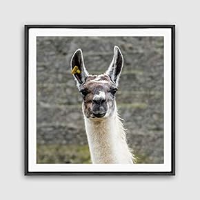 Framed Canvas Wall Art Alpaca Canvas Prints Home Artwork Decoration for Living Room,Bedroom - 16x16 inches