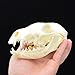 fox Skull Taxidermy supplies art bone vet medicine 1:1
