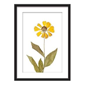 Framed Wall Art - Dried Plant Specimen Yellow Flower - Giclee Printed Art in Black Picture Frames White Matting - 23x31 inches