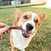 Nature Gnaws Bully Stick Bites for Small Dogs - Premium Natural Beef Bones - Bite Sized Dog Chew Treats for Light Chewers - Rawhide Free - 2-3 Inch (30 Count)