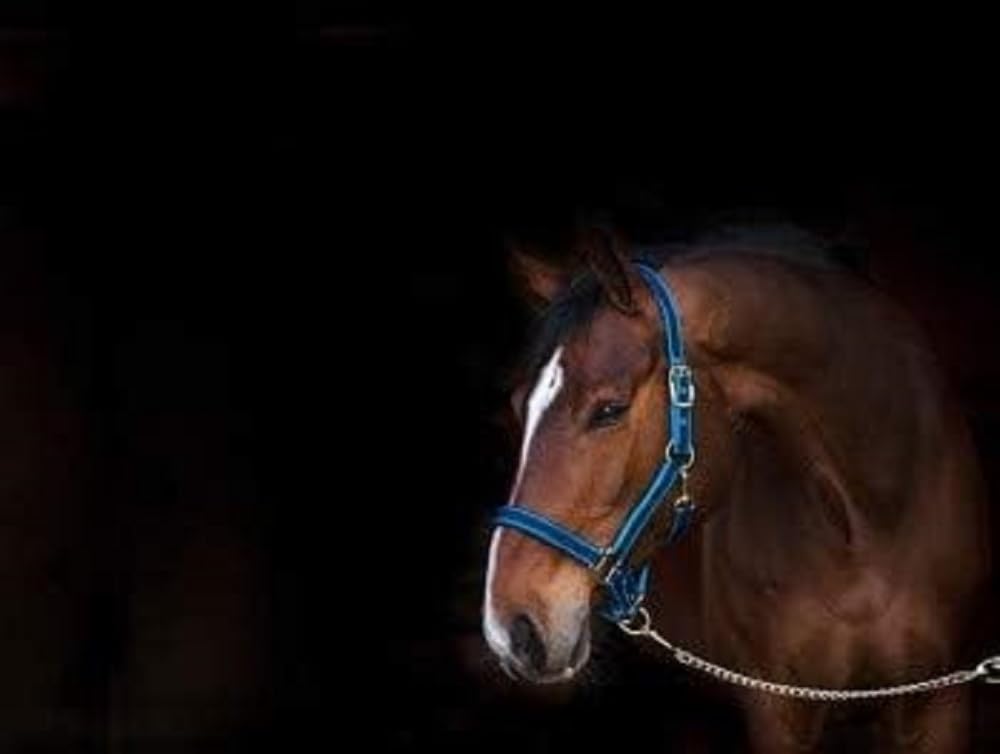 Kerbl Exclusive Head Collar - Blue, Size 3 — image 1