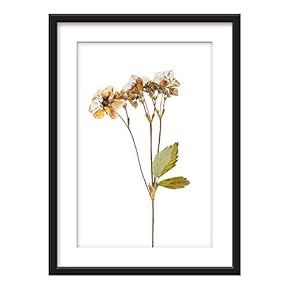 Framed Wall Art - Dried Plant Flowers - Giclee Printed Art in Black Picture Frames White Matting - 23x31 inches