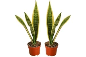 SURMEN LEGACY Live Snake Plant, Sansevieria (8"-12" Tall) 2 Pack in 3-inch Pot